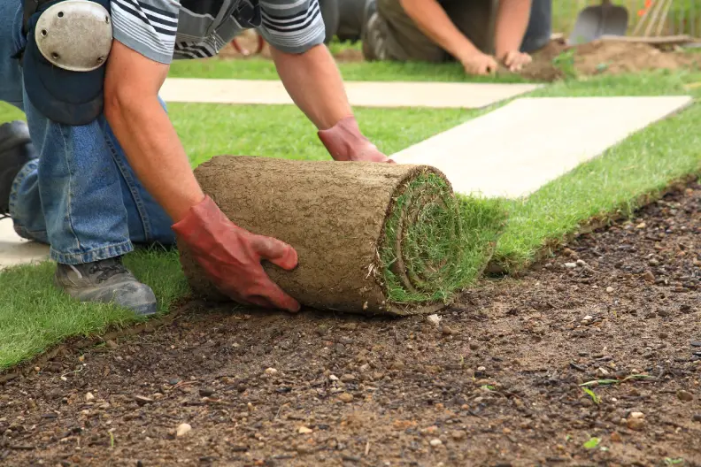 How Long After Installing Sod Can You Walk On It Centennial, CO