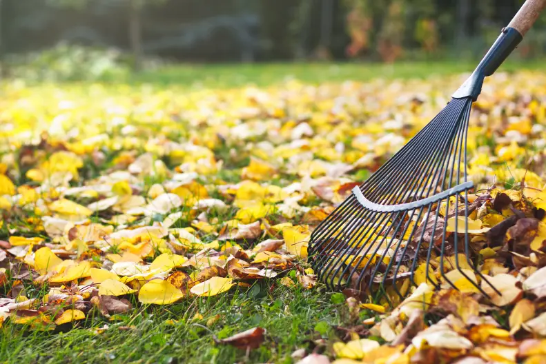 How To Clean A Backyard Centennial, CO