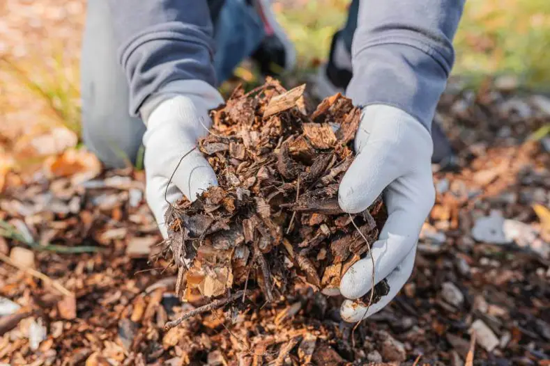 How Long Does Mulch Last Centennial, CO