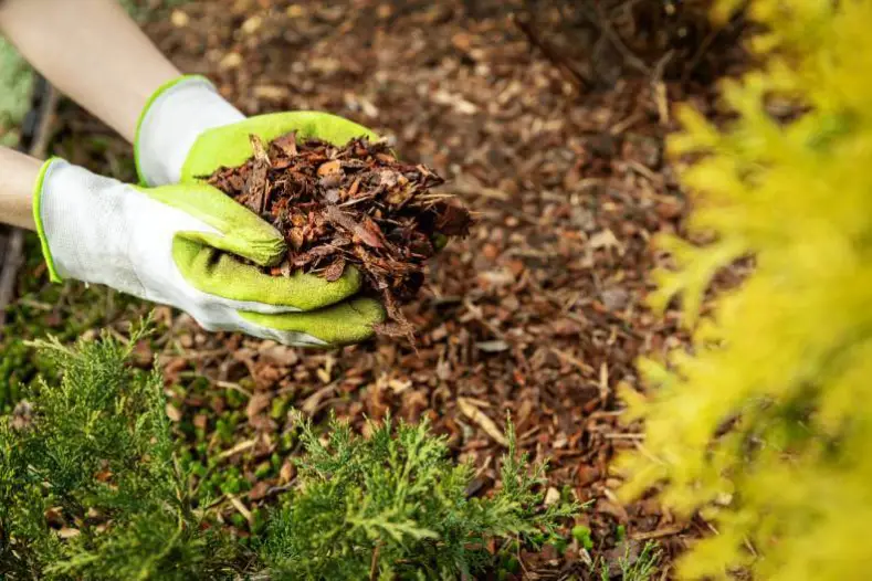 Mulching Centennial, CO