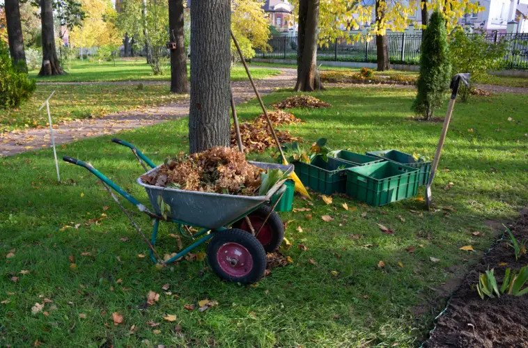 Yard Cleanup in Centennial, CO